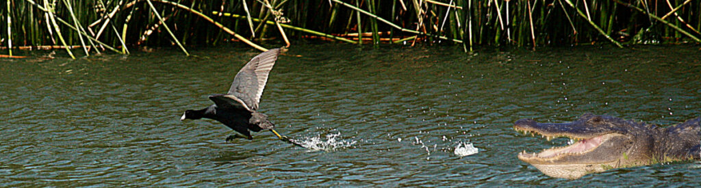 Coot chased by Alligator who is birder