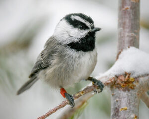 Mountain Chickadee