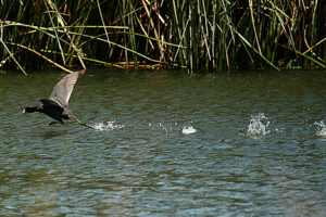 American Coot 