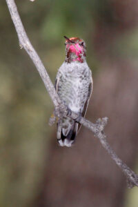 Anna's Hummingbird