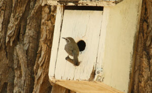 Bewick's Wren