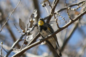 Yellow rumped Warbler