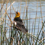 Yellow-headed Blackbird