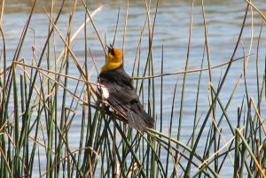 Yellow-headed Blackbird