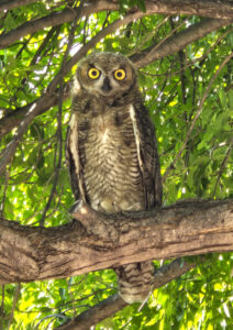 Our Juvenile Great Horned Owl